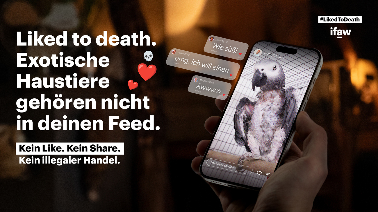Das Kampagnenplakat des IFAW im Kampf gegen den illegalen Wildtierhandel. Man erkennt einen kranken Graupapageien im Handy und Text, der dazu aufruft, exotische Haustiere nicht mit Likes, Shares oder Kommentaren zu unterstützen.
