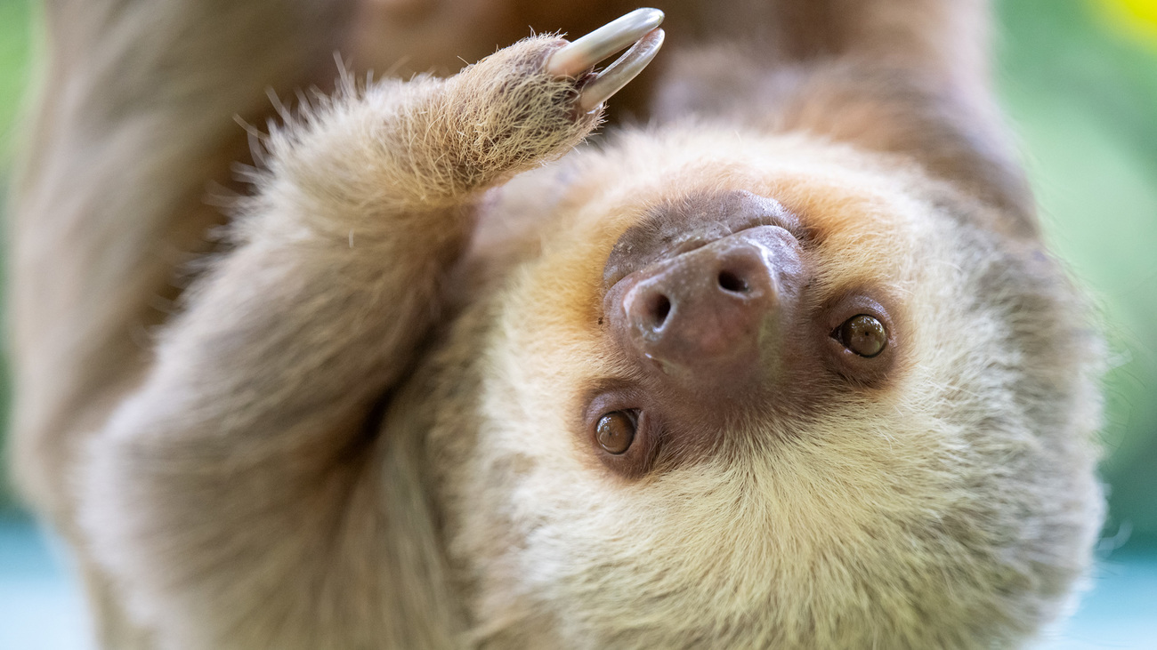 A Hoffmann’s two-toed sloth, an emblematic species impacted by habitat loss and the illegal wildlife trade.