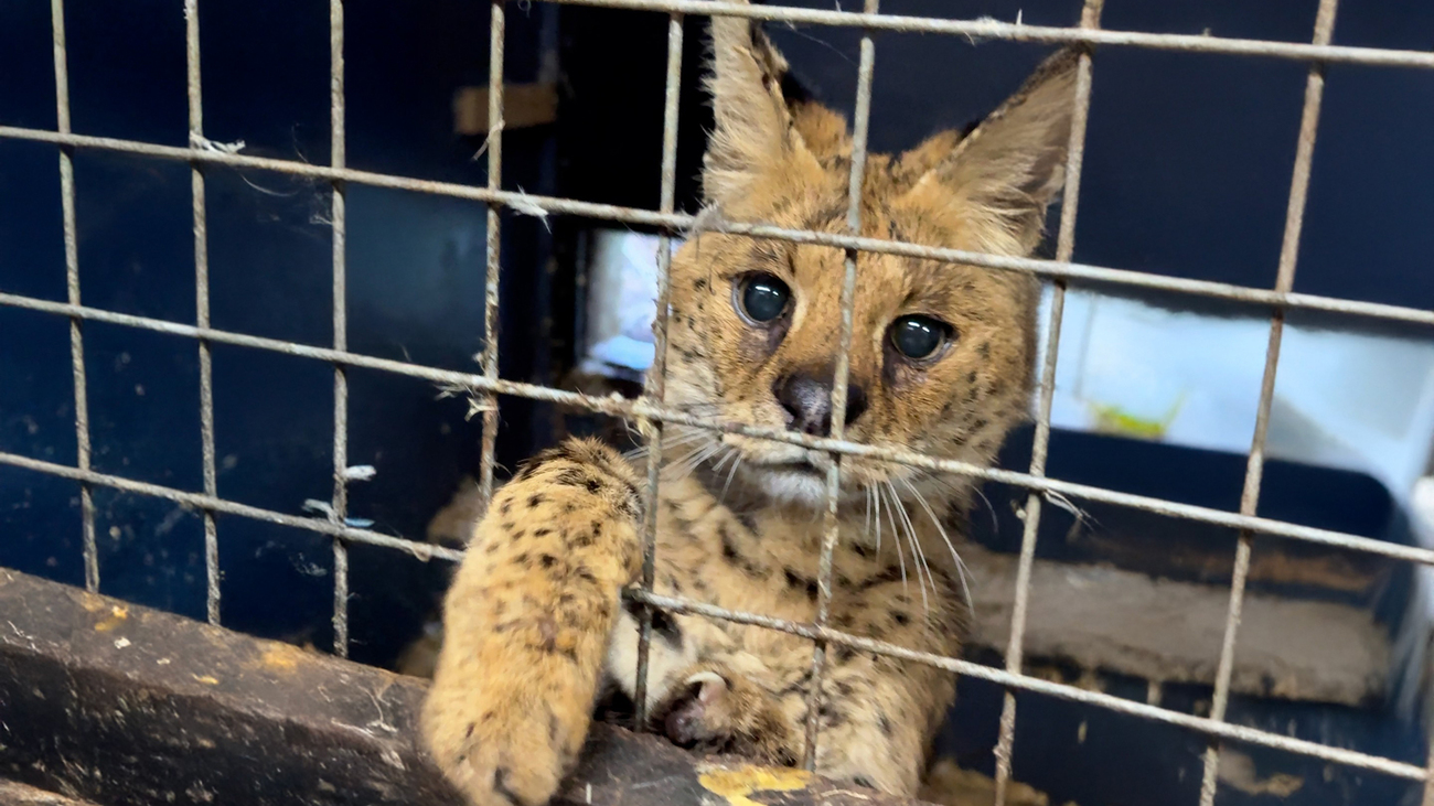 Ein Serval, der hinter Gittern in die Kamera blickt.