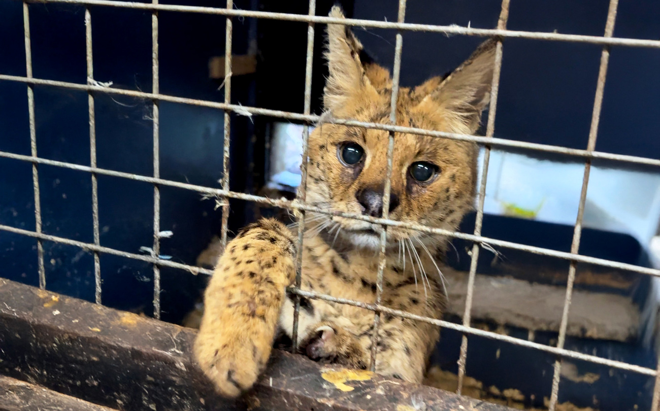 Serval cat kept at a private facility in the UK.