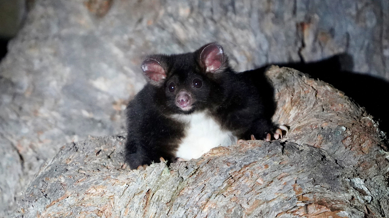 A greater glider in Glenbog State Forest on the NSW South Coast.