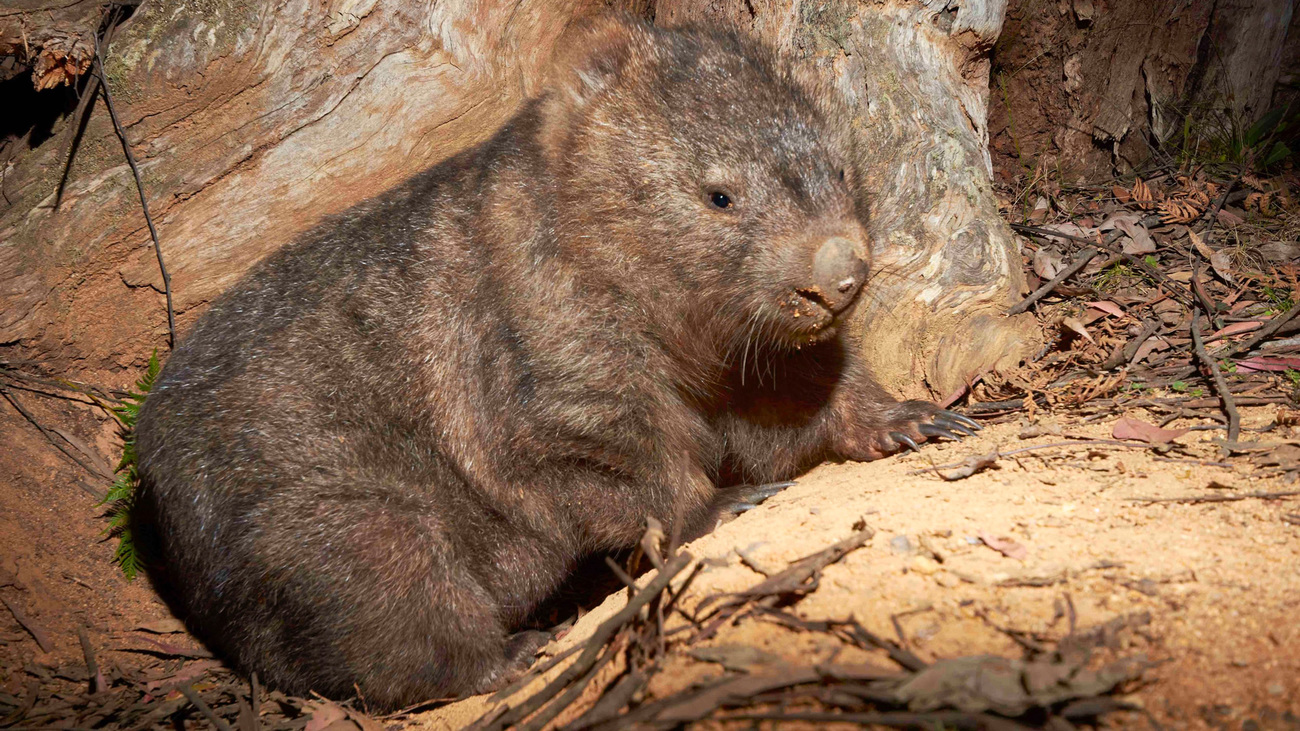 A wombat in Glenbog State Forest on the NSW South Coast.