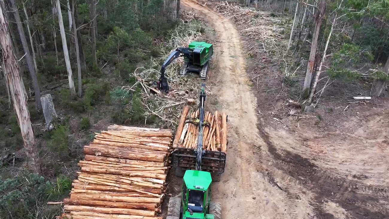 Native forest logging is occurring in Glenbog State Forest on the New South Wales South Coast.