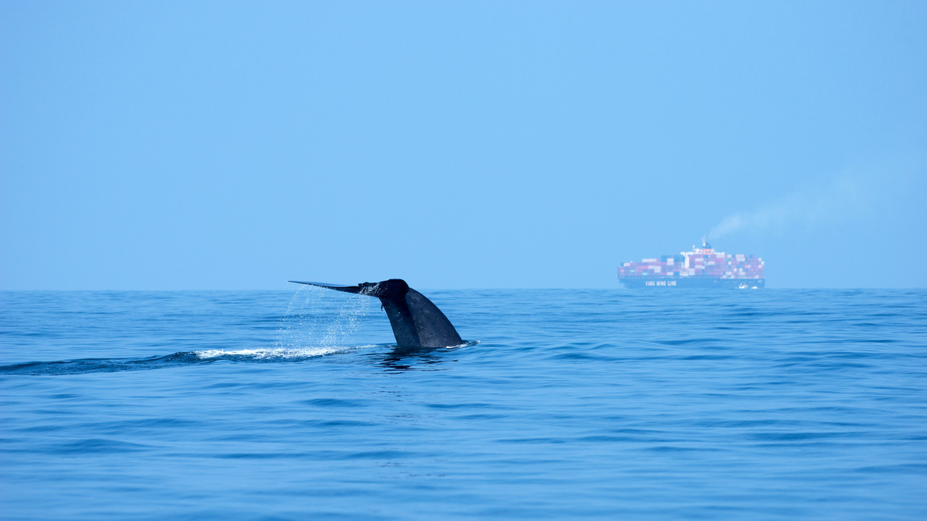 Blue whale fluking near a cargo ship.