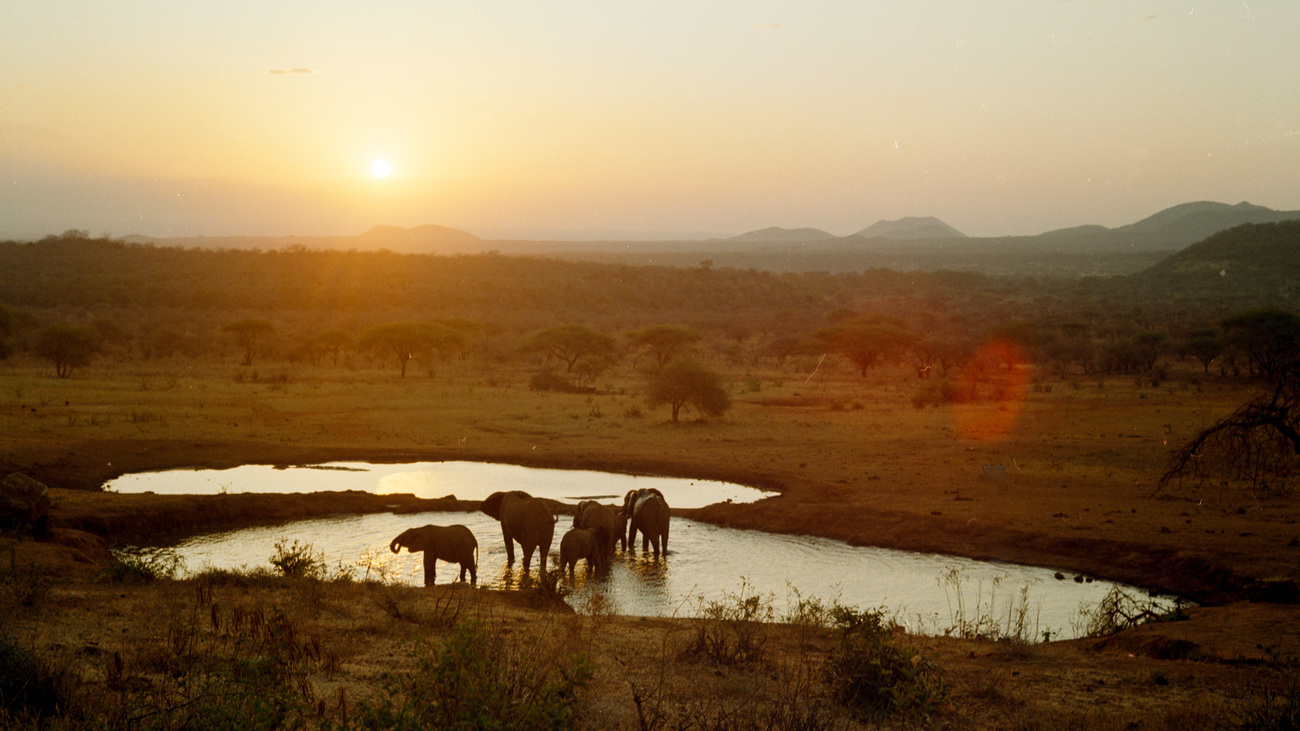 Elephants at the watering hole in Tsavo West National Park, Kenya.