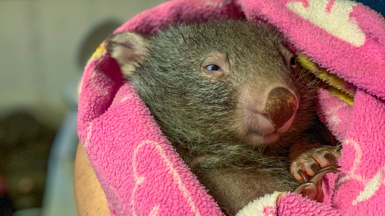 Joey wombat wrapped in a blanket and nestled by an IFAW responder