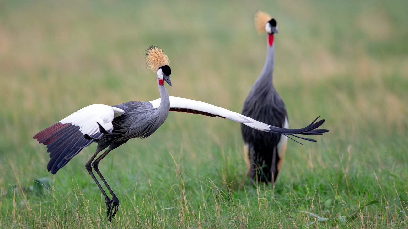 Grey crowned cranes, the national bird of Uganda, are under threat.