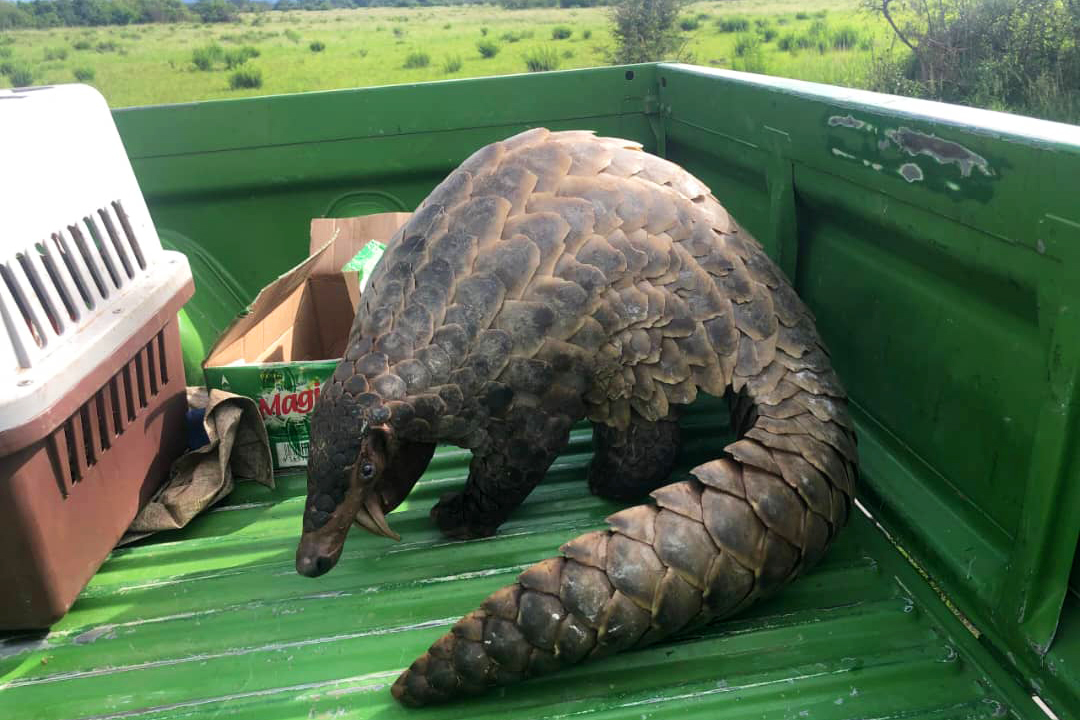 A pangolin rescued by the Uganda Wildlife Authority (UWA), with support from IFAW, being released back into Queen Elizabeth National Park.