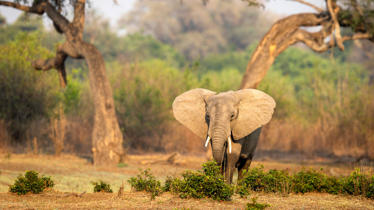 Elephant in Kruger National Park in South Africa.