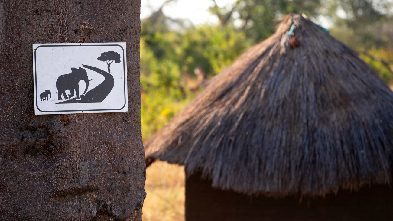 In Central Mozambique, community support for megaparks is dependent on ensuring that elephant benefits surpass perceived costs, making this an important concern in building functional metapopulations.