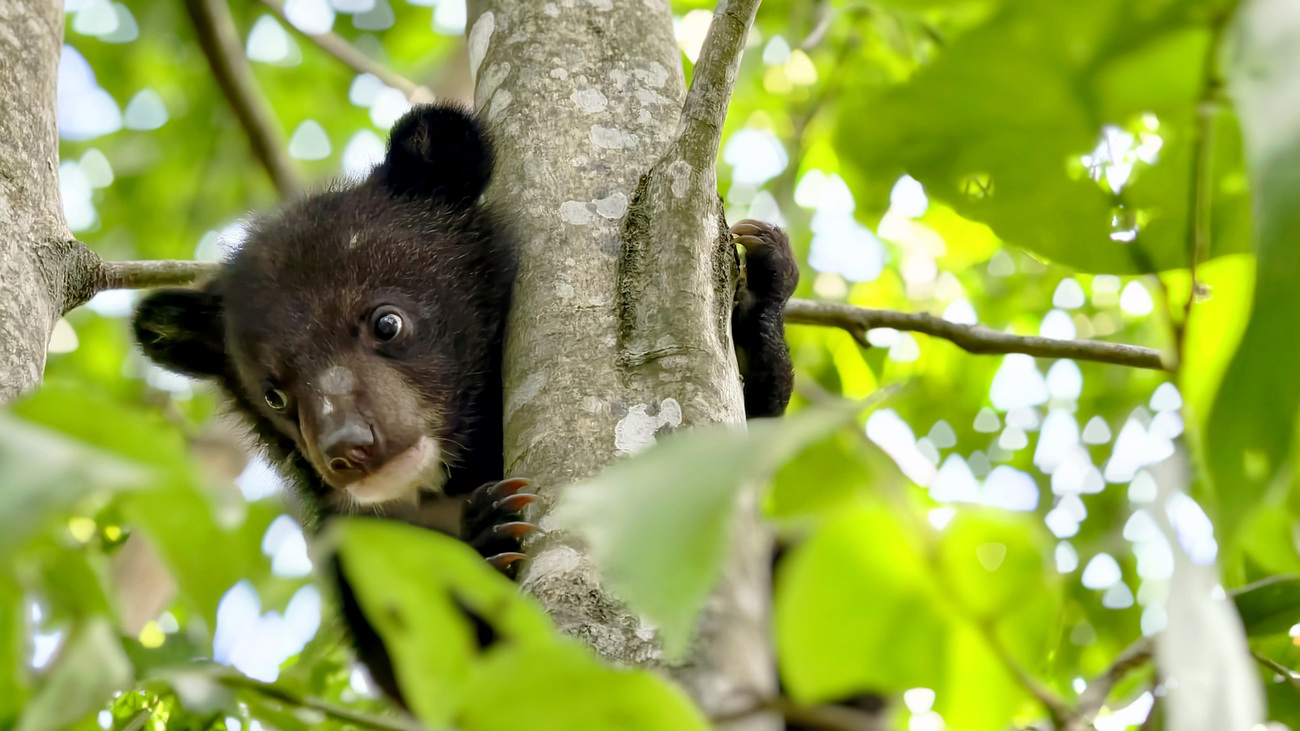 Asiatic black bear cubs receive round-the-clock care at IFAW and WTI’s CBRC to recover and develop the skills needed for life in the wild.
