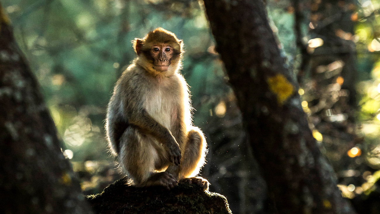 Barbary macaque in its distinctive Cedar Atlas habitat.