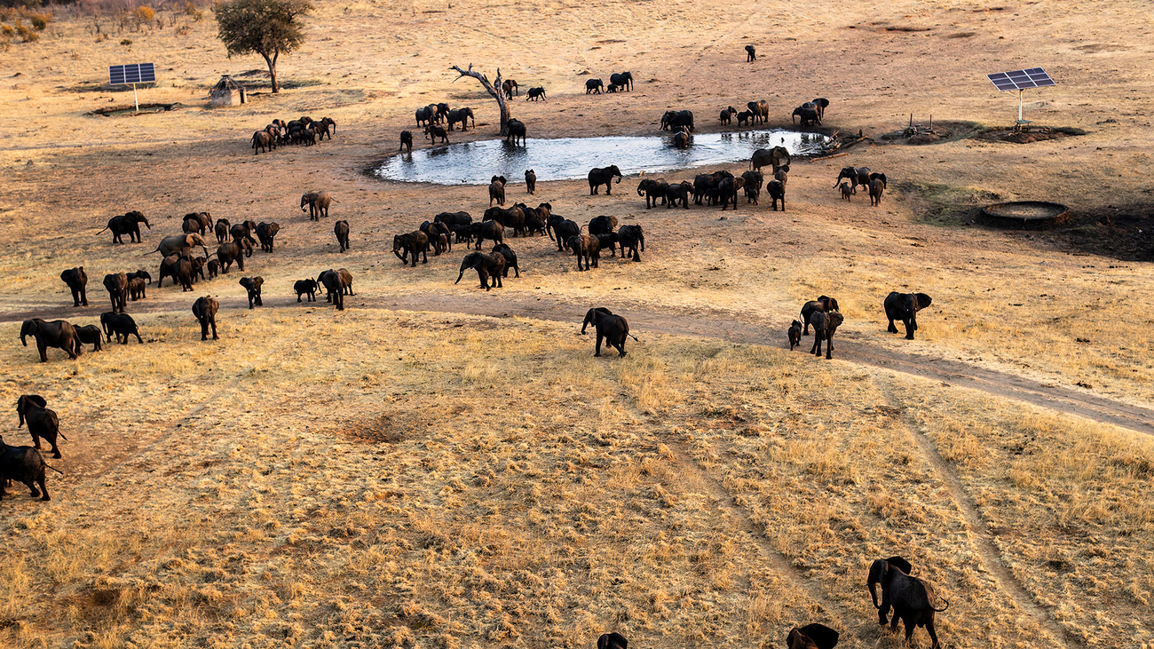 Elephants observed by the Conservation Ecological Research Unit (CERU).