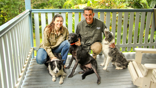 Position vacant: Koala detection dog to fill Bear’s boots