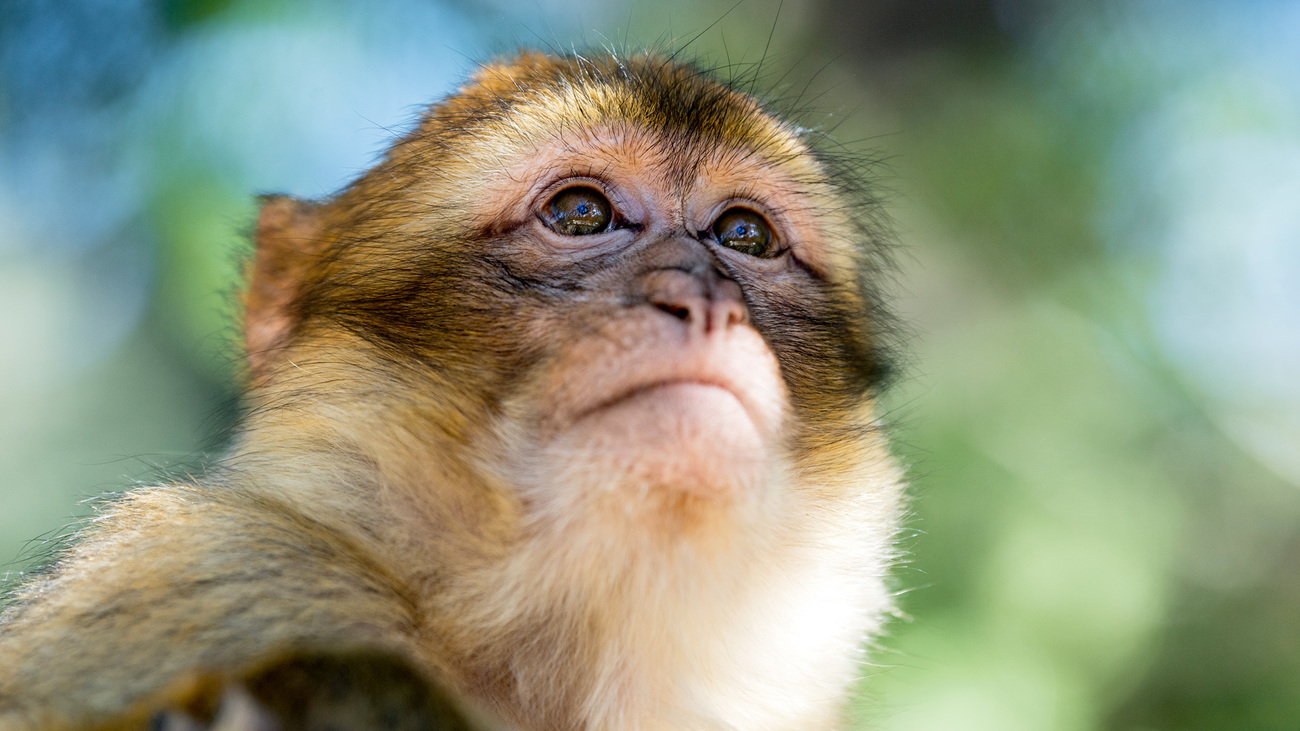 Close up of a Barbary macaque in its distinctive Cedar Atlas habitat.