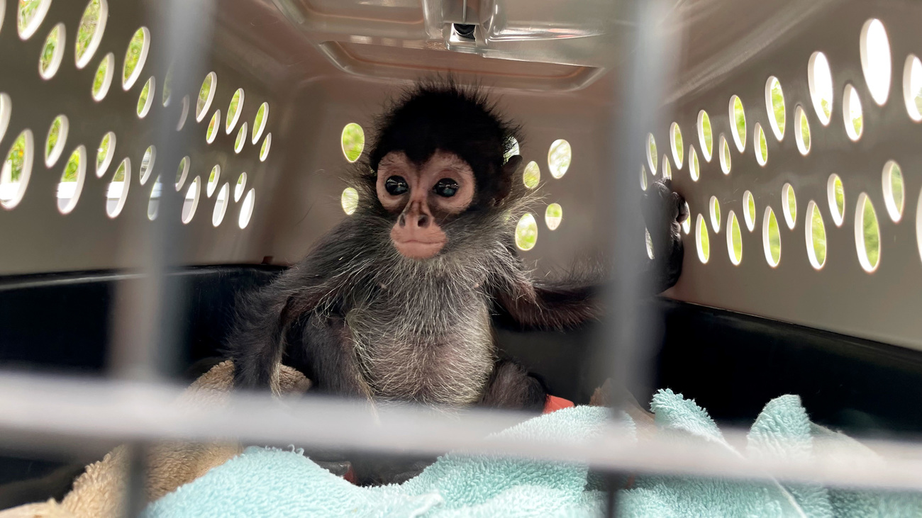 A rescued baby is transported in a secure carrier.