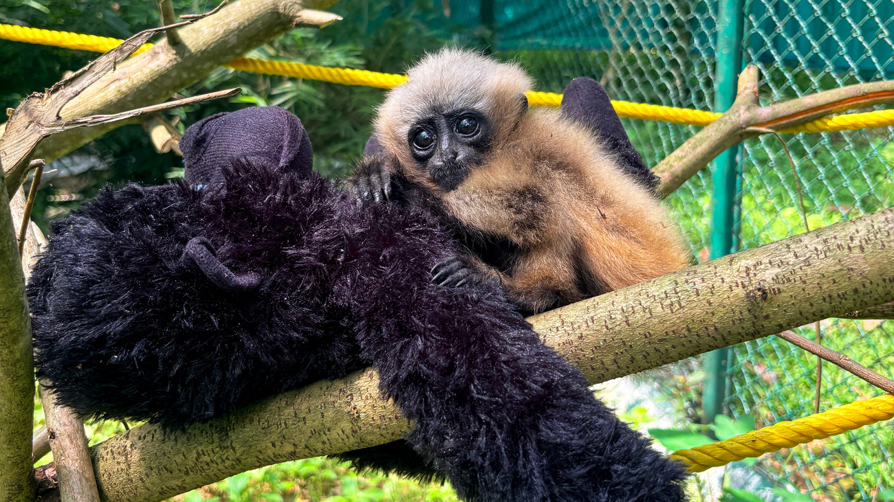 The young western hoolock gibbon clings to a soft ape plush toy for comfort while resting or moving around her enclosure.