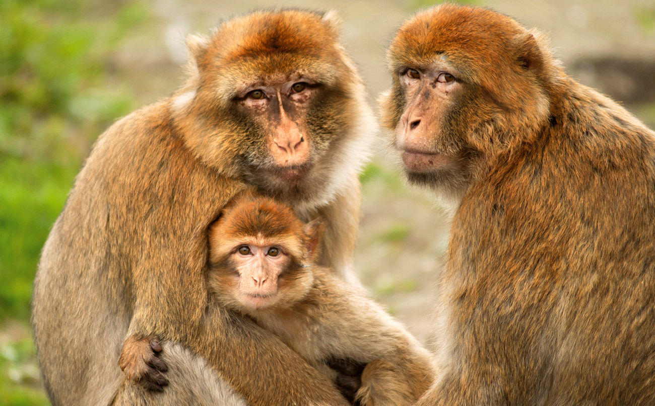Barbary macaques being rehabilitated at the AAP rescue center in Morocco.