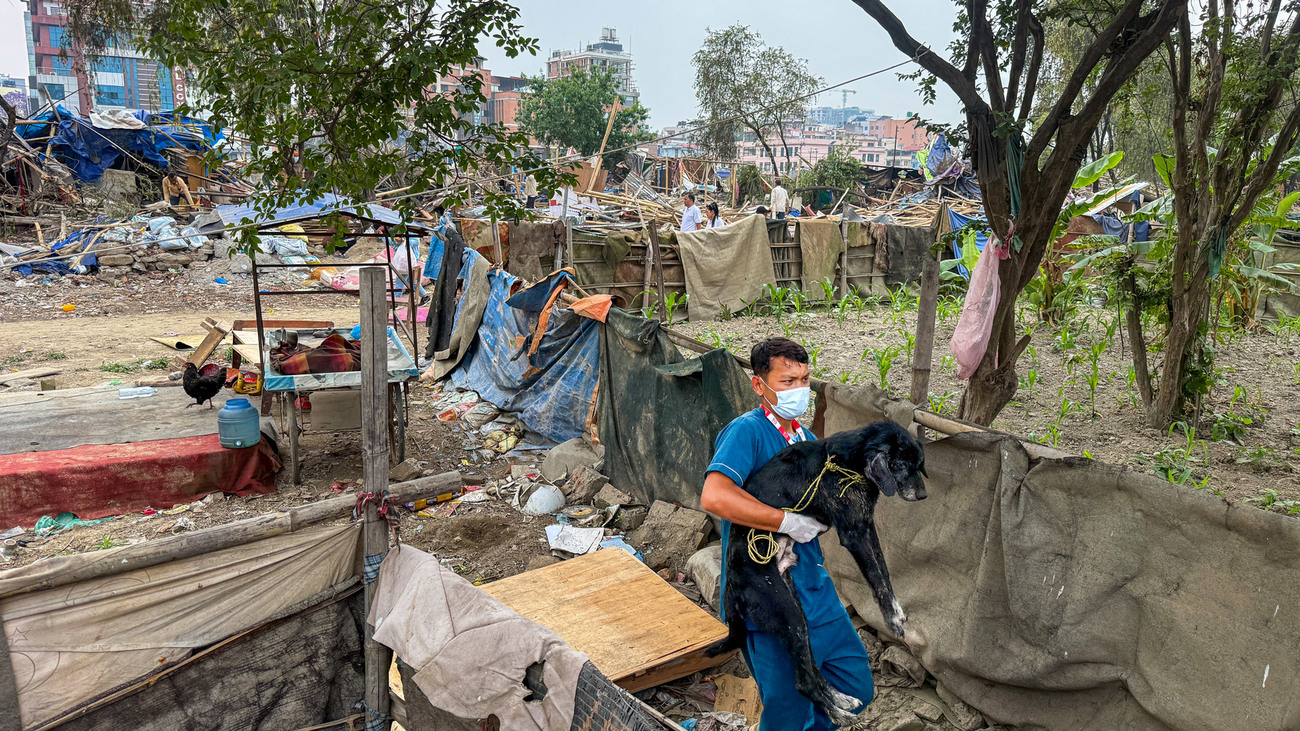 Sneha’s Care animal rescue operations in Nepal supporting animals left vulnerable after forced evictions in parts of Kathmandu, with support from IFAW.