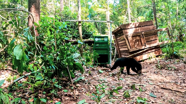 Sun bear returns to the wild after traumatic start to life
