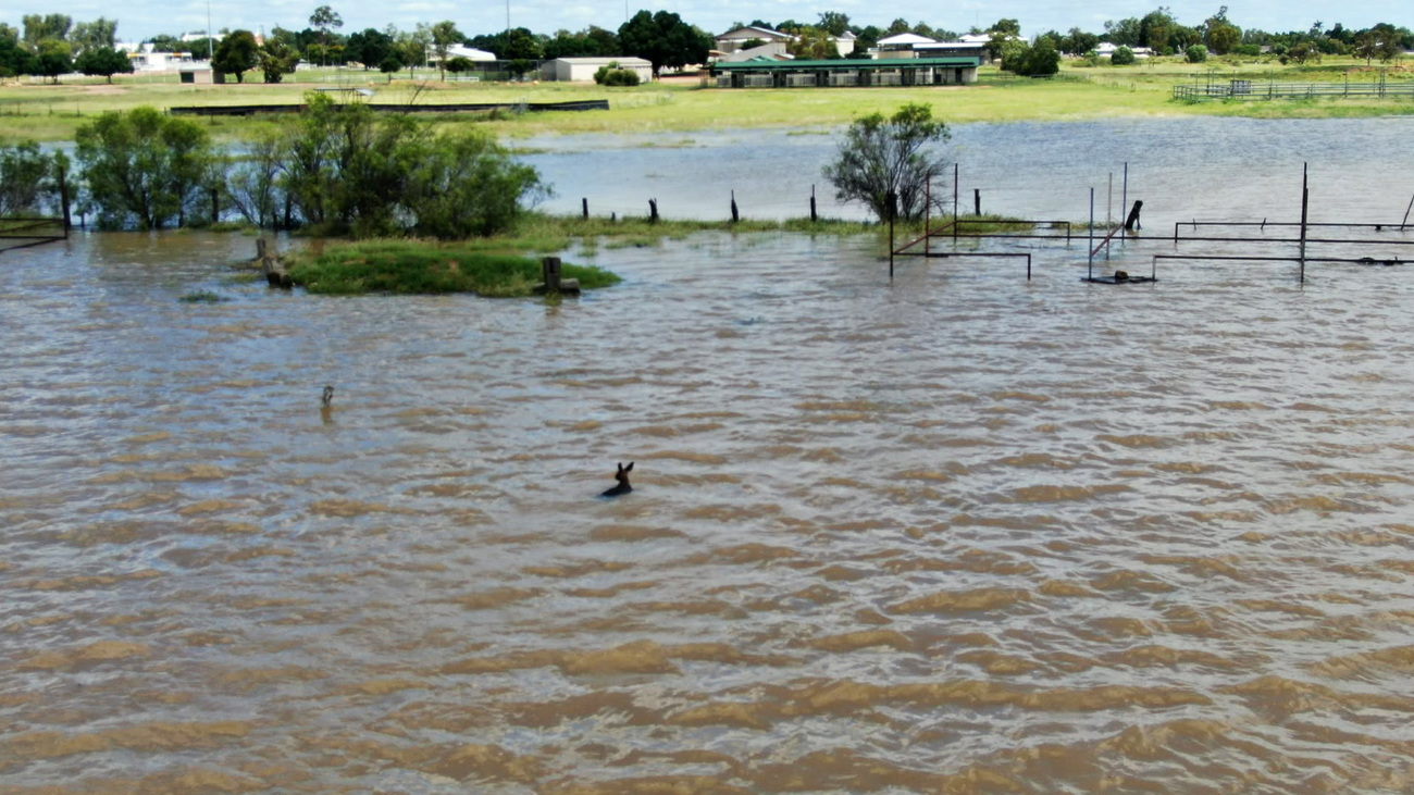 A kangaroo in floodwaters in Queensland in March, 2026.