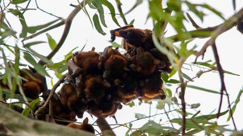 Flying fox pups impacted ex-tropical cyclone Narelle where NT Fauna Solutions, with support from IFAW, is providing emergency assistance.