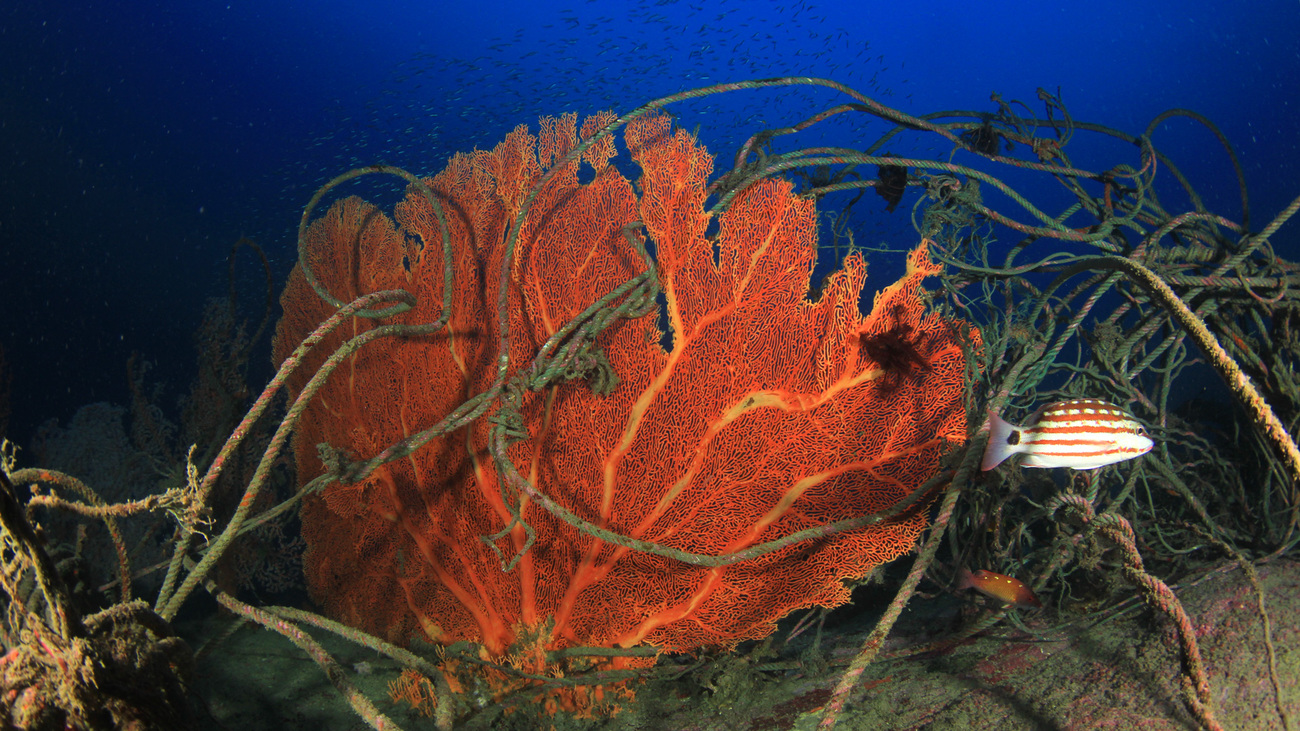 Fan coral damaged by old ropes and discarded net in the Indian Ocean.