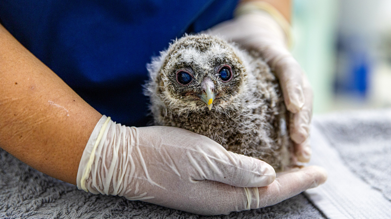 A baby Himalayan owl receives veterinary care at IFAW's BRRC after being found in a mountainous area in China.