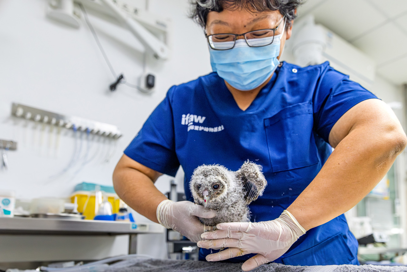 An IFAW BRRC rehabilitator gently restrains a baby Himalayan owl during a physical examination.