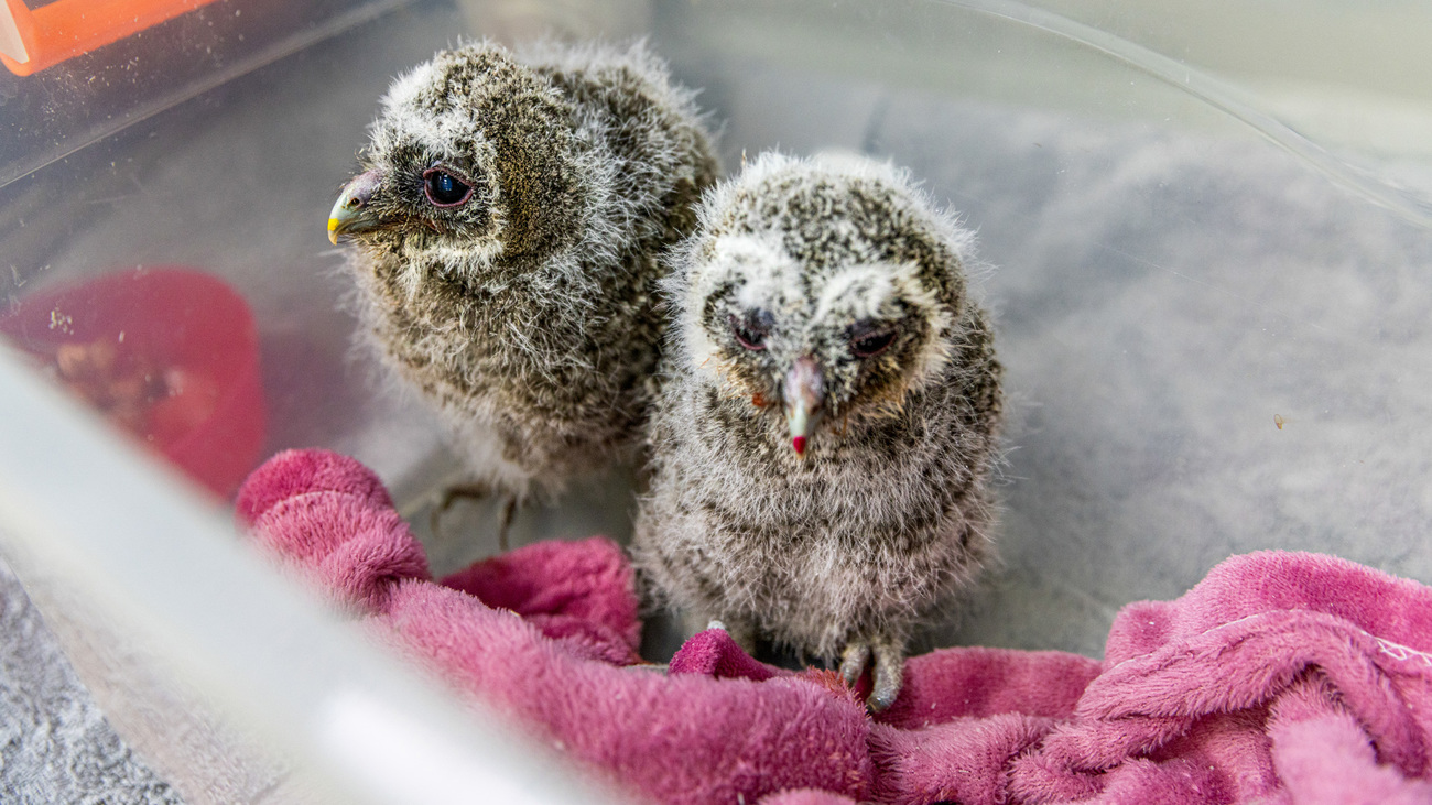 Two baby Himalayan owls receive veterinary care at IFAW's BRRC after being found in a mountainous area in China.