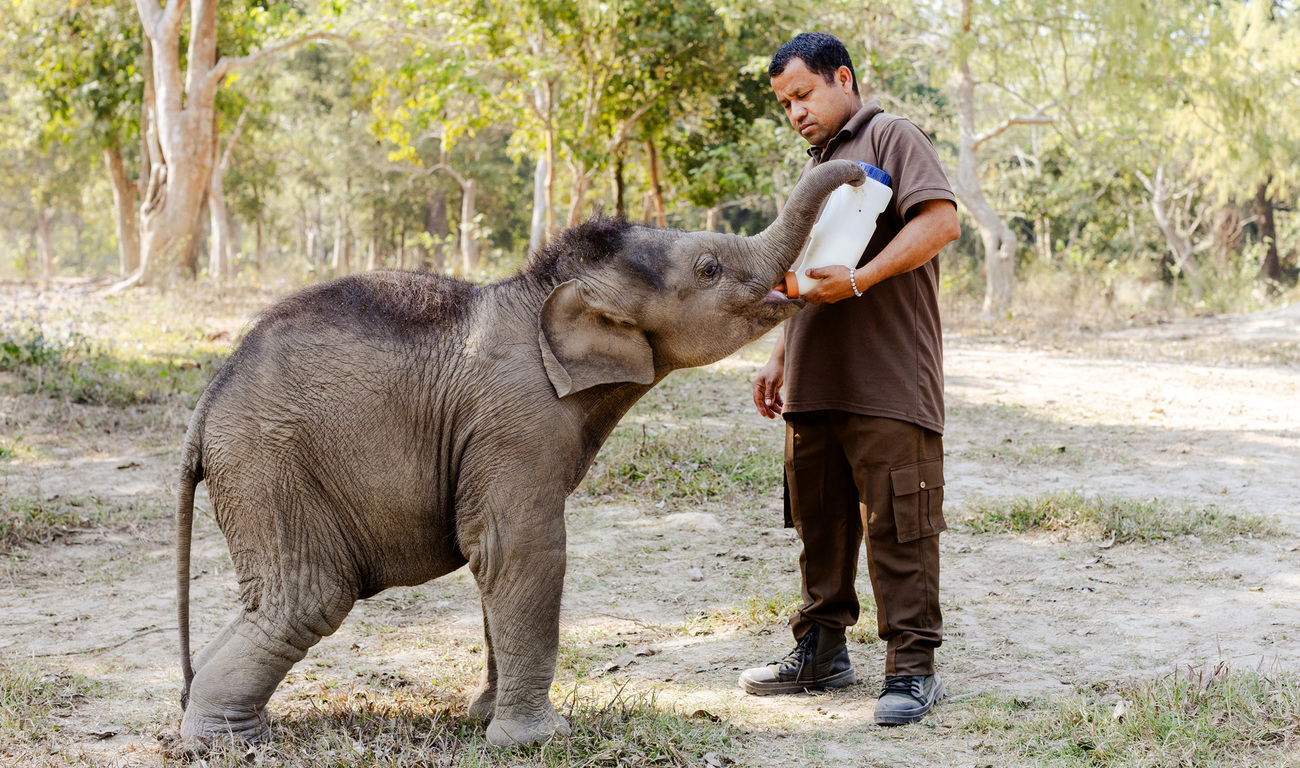 Monikuntal, the Asian elephant calf at IFAW–WTI’s Centre for Wildlife Rehabilitation and Conservation (CWRC) in Assam, India, where he is receiving ongoing care and treatment.