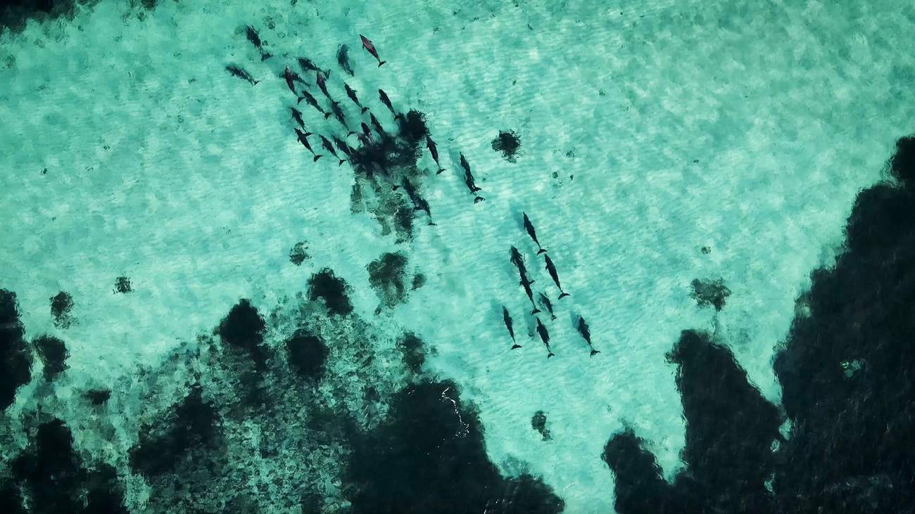 Dolphins off the coast of Kenya.
