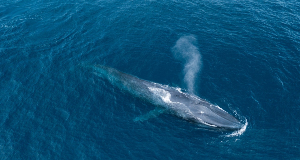 Blue whale exhaling in the waters off Sri Lanka in 2017. Photo: Christian Loader / © IFAW 