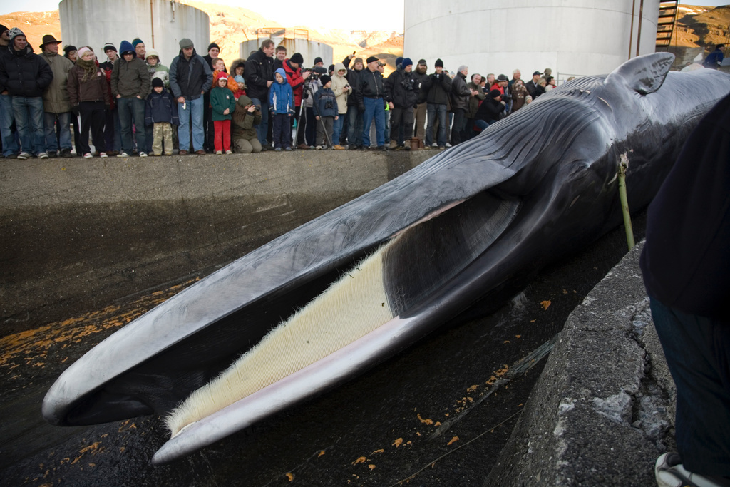 An endangered fin whale is hauled to shore with a harpoon still embedded in its side in Hvalfjordur, Iceland (2006).