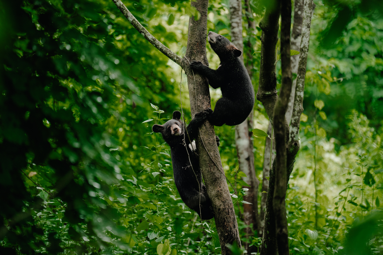 Duli and Atsu the Asiatic black bear cubs rehabilitating at Wildlife Trust of India’s CWRC.