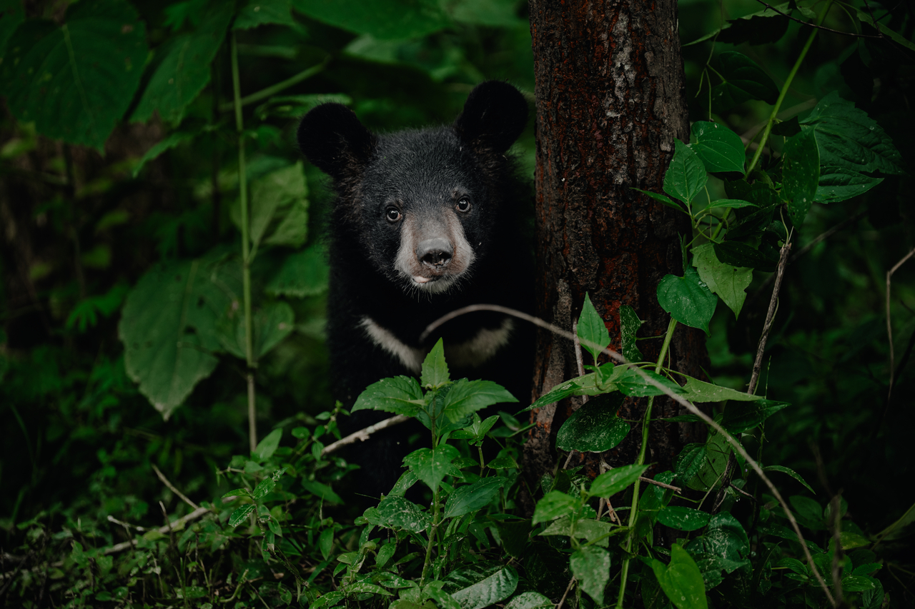 Duli and Atsu the Asiatic black bear cubs rehabilitating at Wildlife Trust of India’s CWRC.