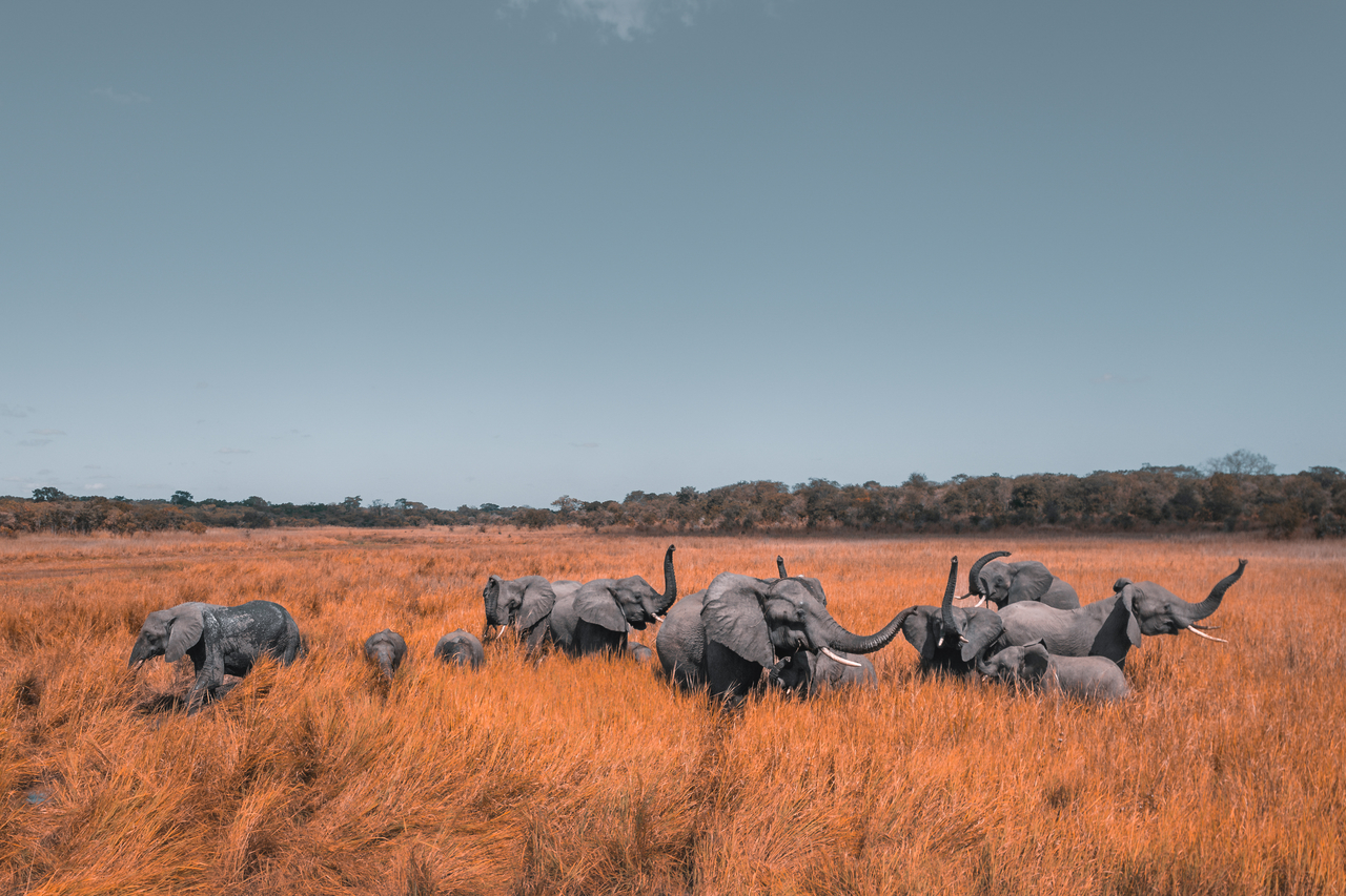  Elephants in Kasungu National Park, Malawi. 