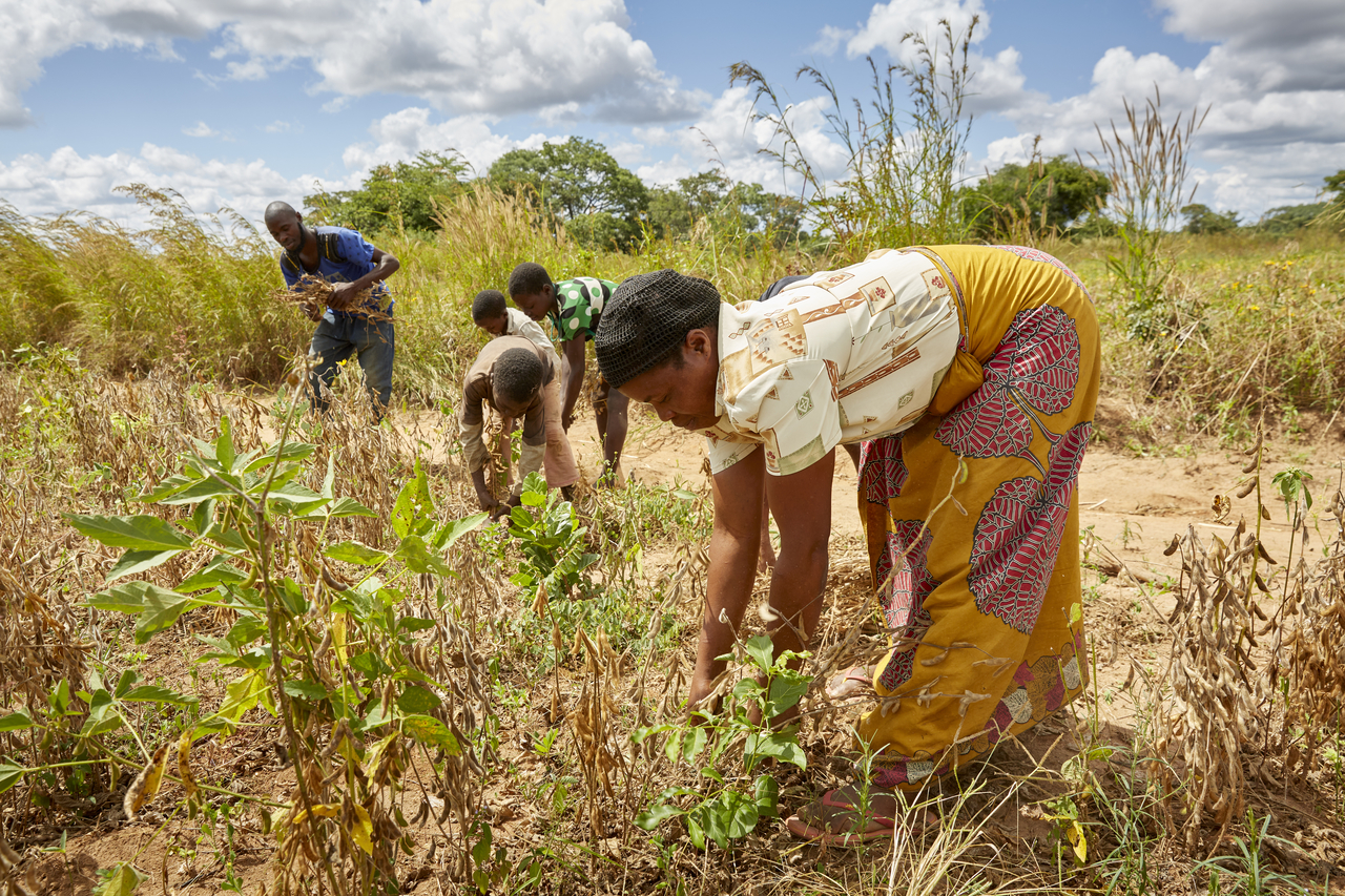 Grace Mtonga is part of the COMACO project. She lives in Chikomeni, Zambia with her extended family.