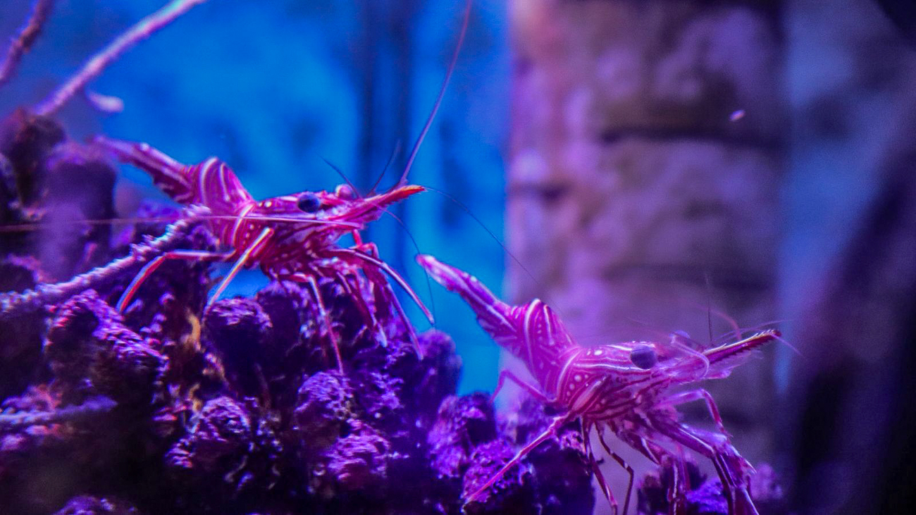 Camel Shrimp trafficked from Kenya seized by authorities during a wildlife trafficking enforcement operation in Argentina.