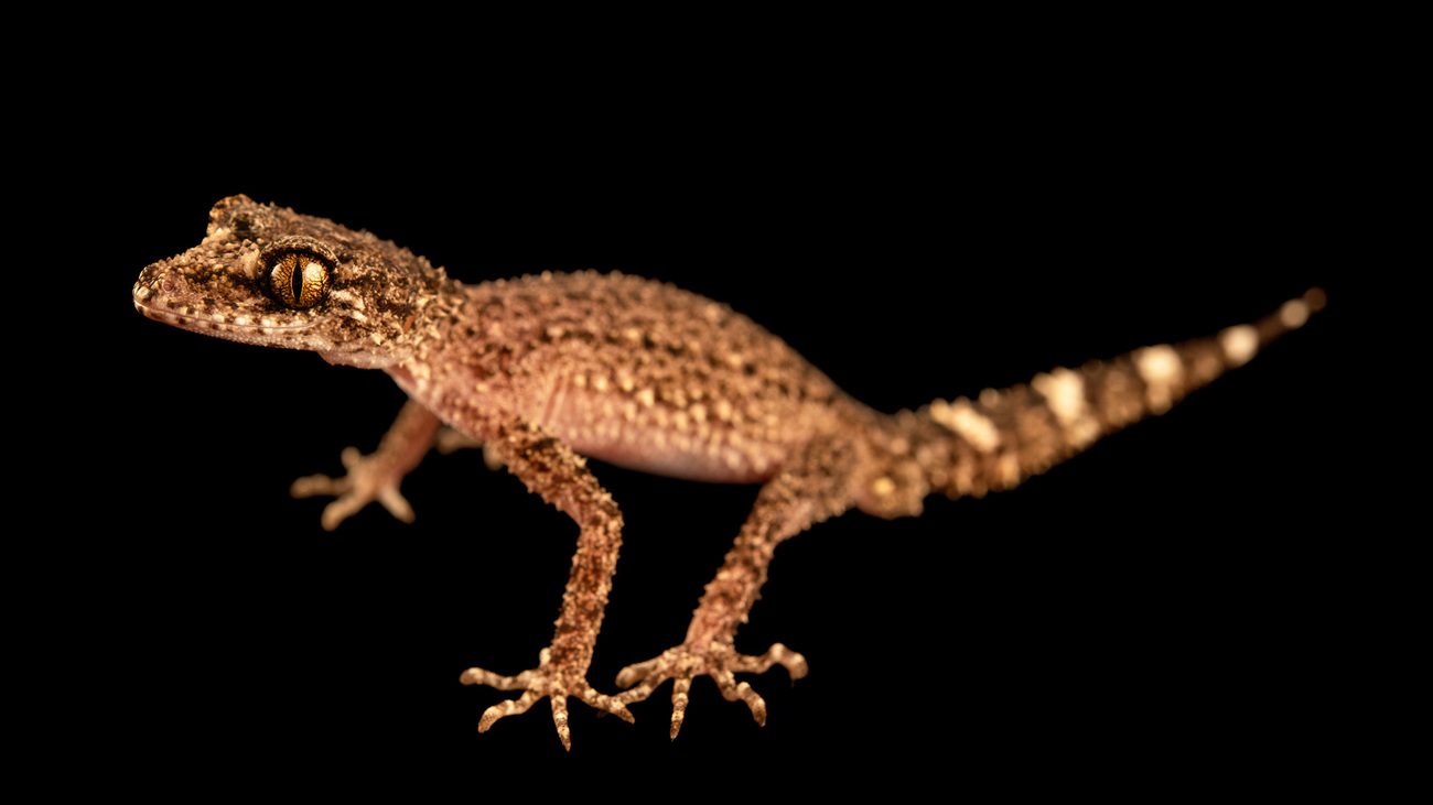 Ringed leaf-tailed gecko (Phyllurus caudiannulatus) portrait, from a private collection. Captive, occurs in Queensland, Australia.
