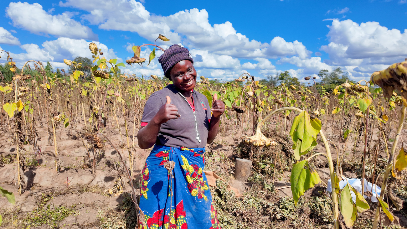Esnart Banda harvested a full crop of sunflowers from her field in Zambia in 2025, protected by IFAW's solar-powered polywire fencing to help reduce crop damage from wildlife, including elephants.
