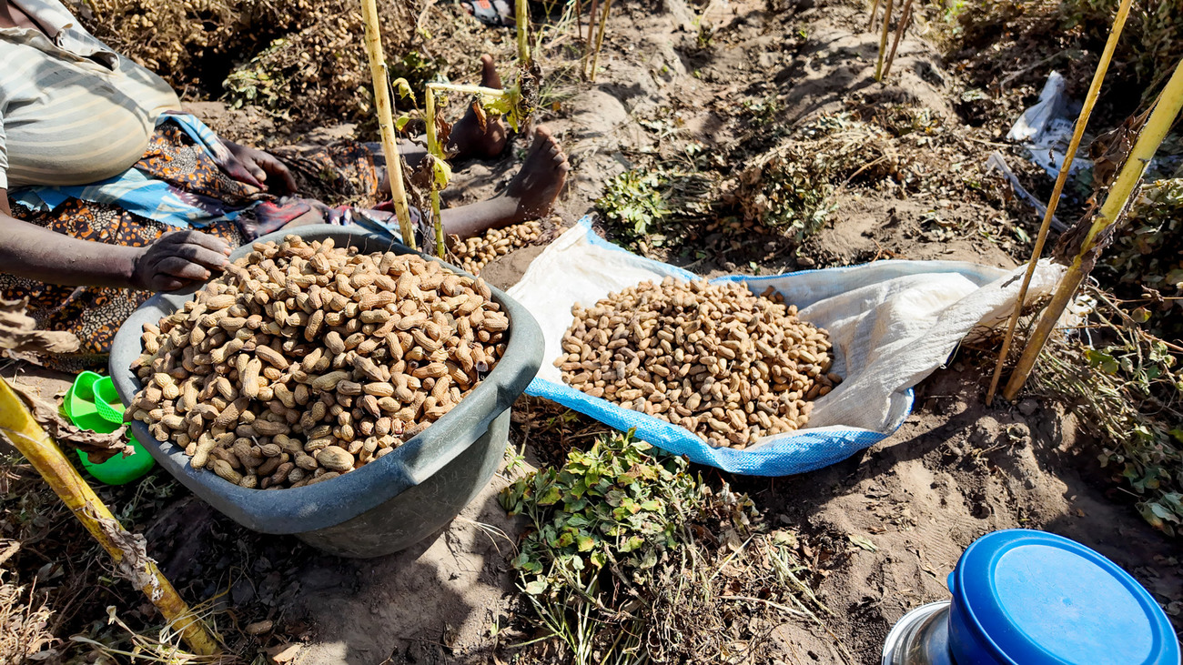 Groundnuts harvested from Esnart’s croplands in Zambia.