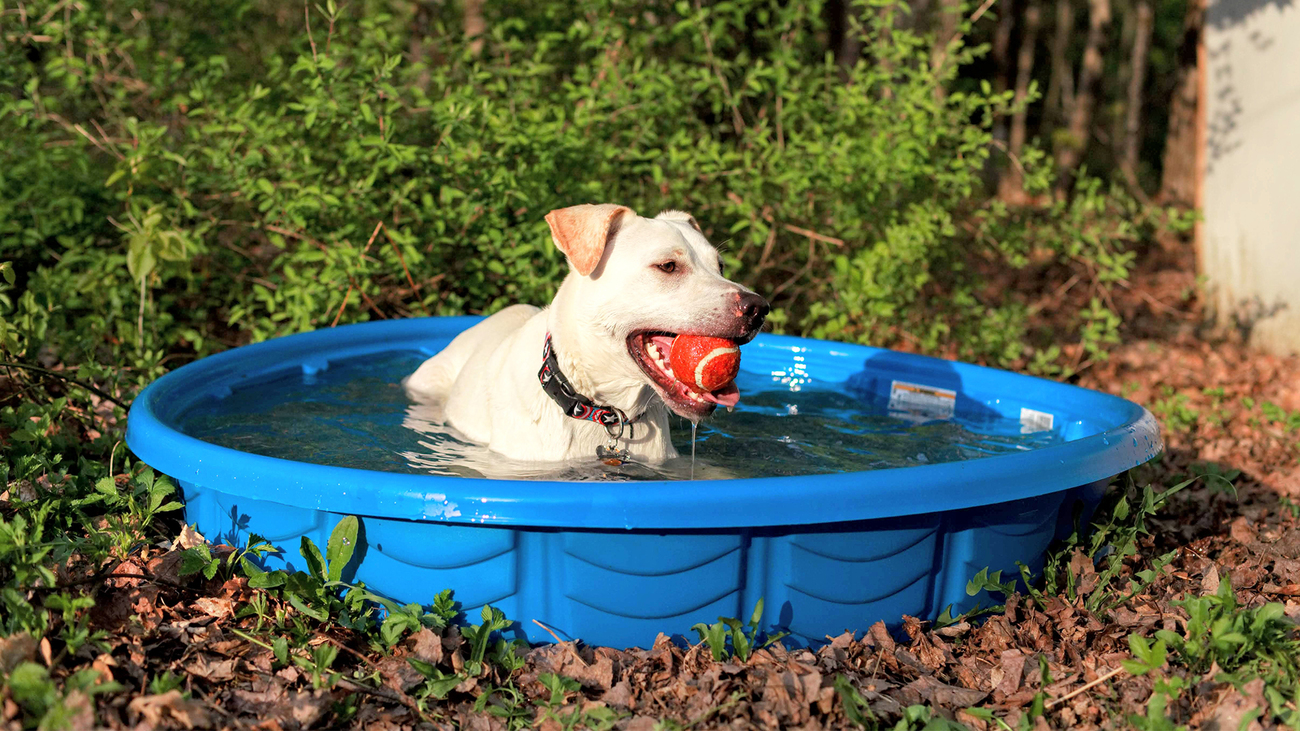 Hond springt in het water op een strand.