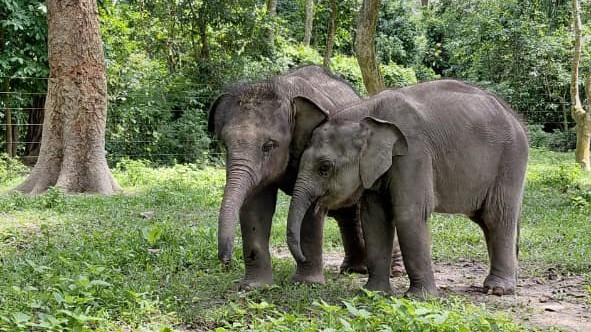 Aziatische olifantenkalfjes Monikuntal en Gotonga staan tegen elkaar aan bij het Centre for Wildlife Rehabilitation and Conservation in Assam, India.