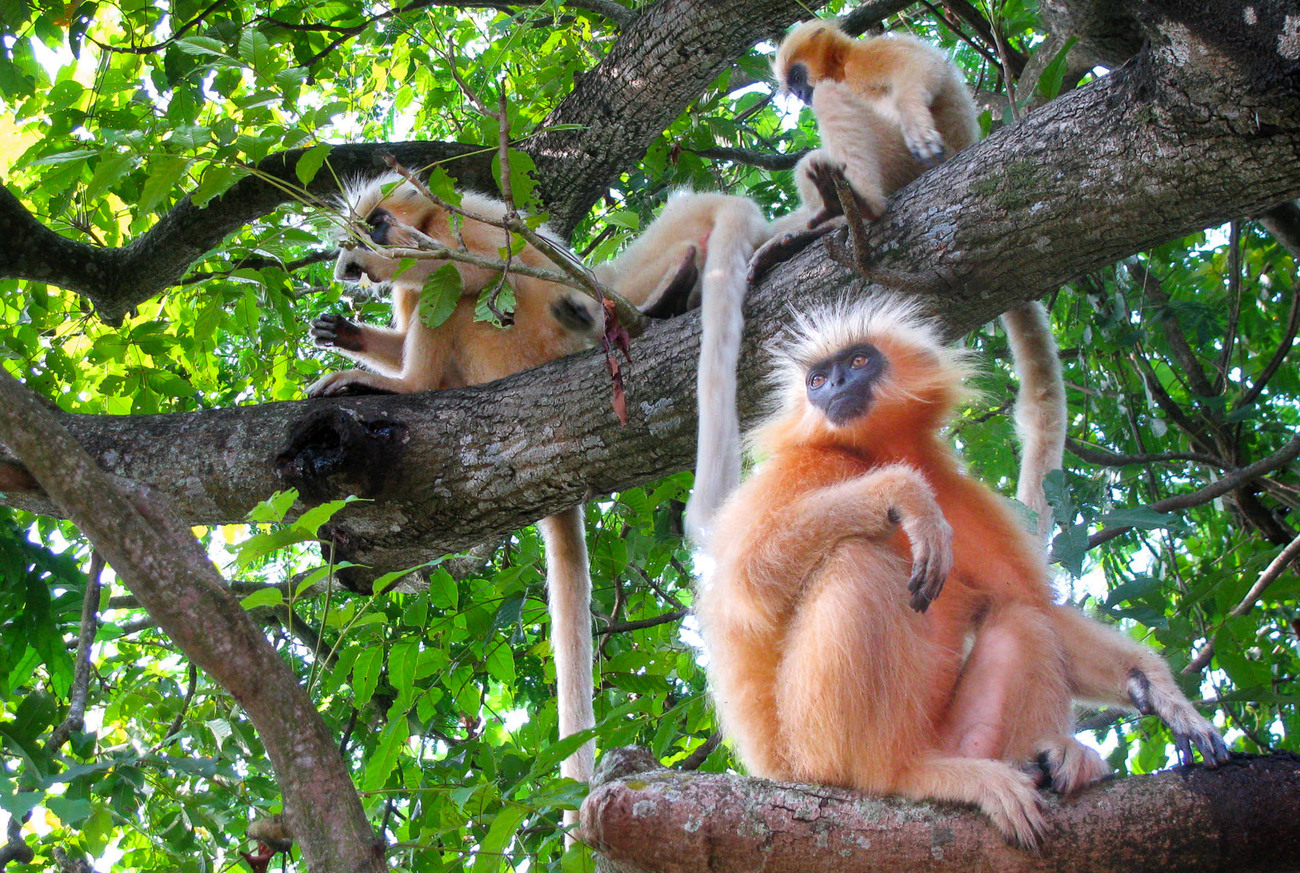 Golden langurs in a tree.