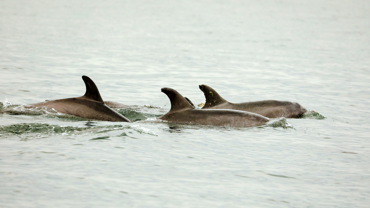 After three days of intensive response efforts, the rescued bottlenose dolphins were observed swimming alongside other bottlenose dolphins safely in deeper waters of Cape Cod Bay.