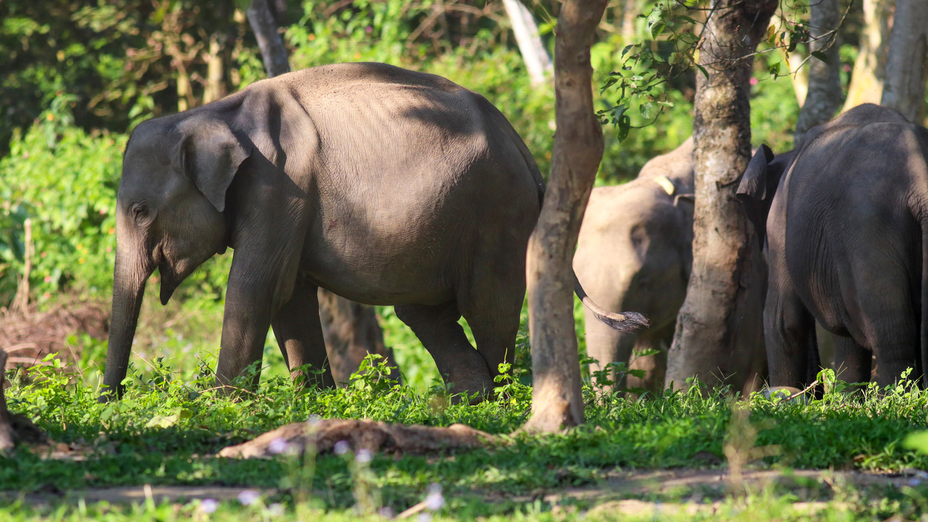 Side view of an elephant calf walking through the forest with other elephants.