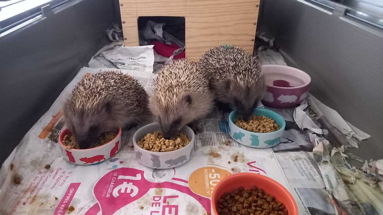 Drei Igel in einem Behälter, der mit Zeitungen ausgelegt ist. Sie fressen aus mehreren Näpfen. Hinter ihnen steht ein kleines Holzhäuschen als Rückzugsmöglichkeit.