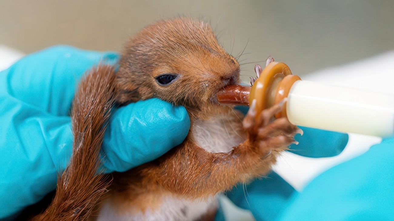 Een jonge eekhoorn krijgt een flesje in een opvangcentrum voor wilde dieren in Frankrijk.