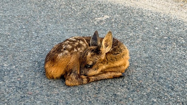 Vagues de chaleur : les centres de soins pour la faune sauvage submergés par l’afflux d’animaux en détresse 